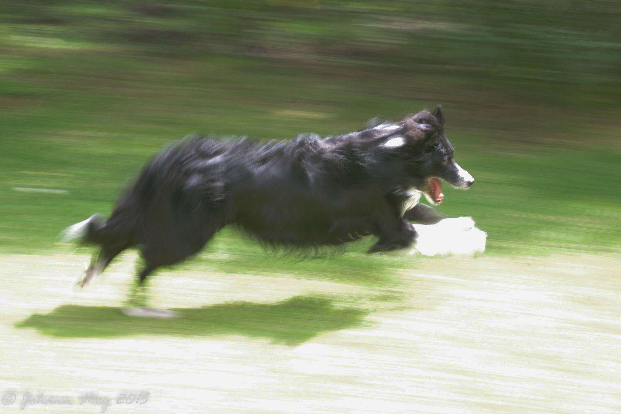 Pentax K-5 IIs + Sigma sample photo. Mignon in flight photography