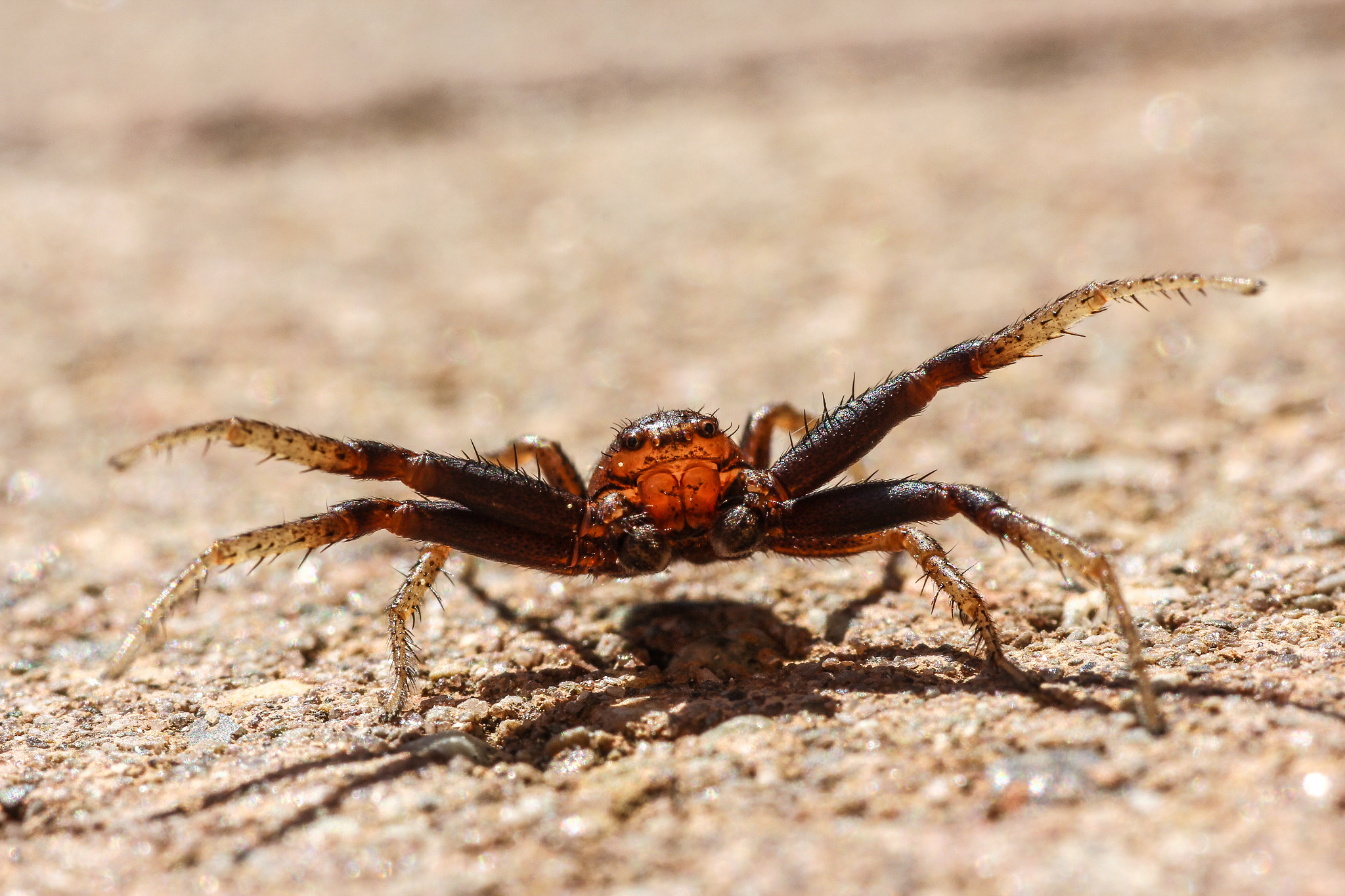 Tamron SP AF 90mm F2.8 Di Macro sample photo. Don´t come closer! photography