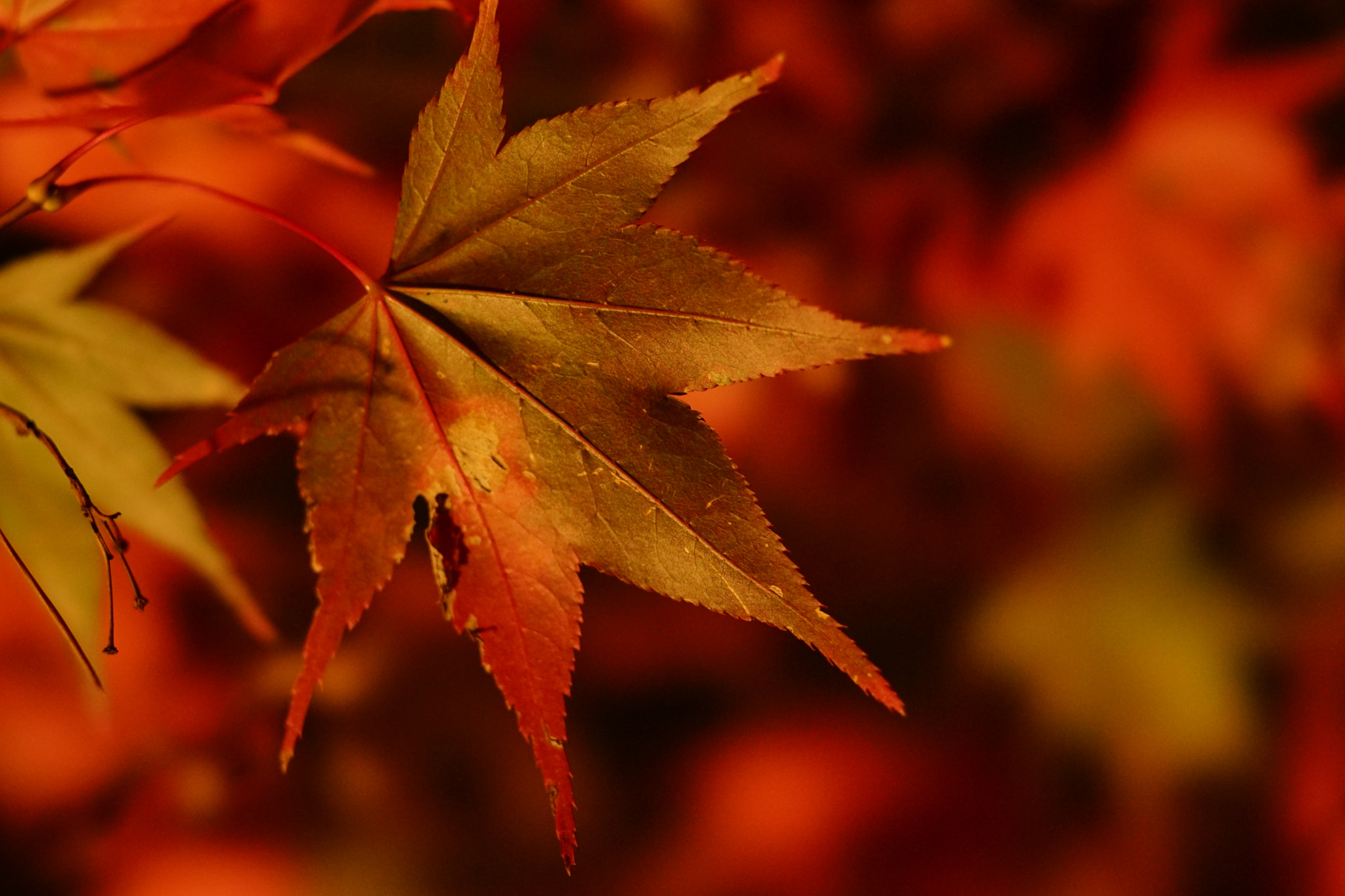 Sony a7 II sample photo. Autumn leaves photography