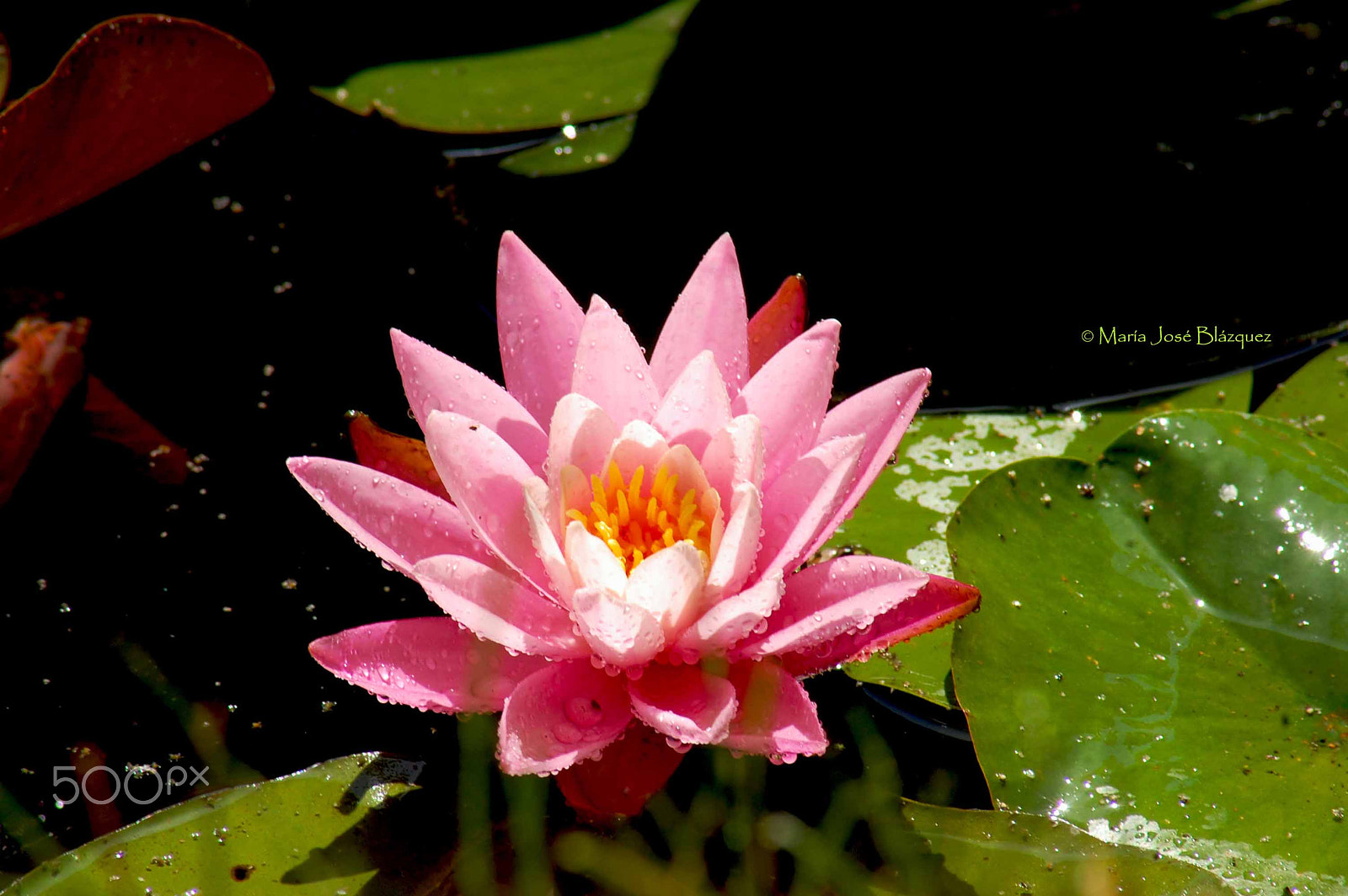 Nikon D40 sample photo. Lotto photography