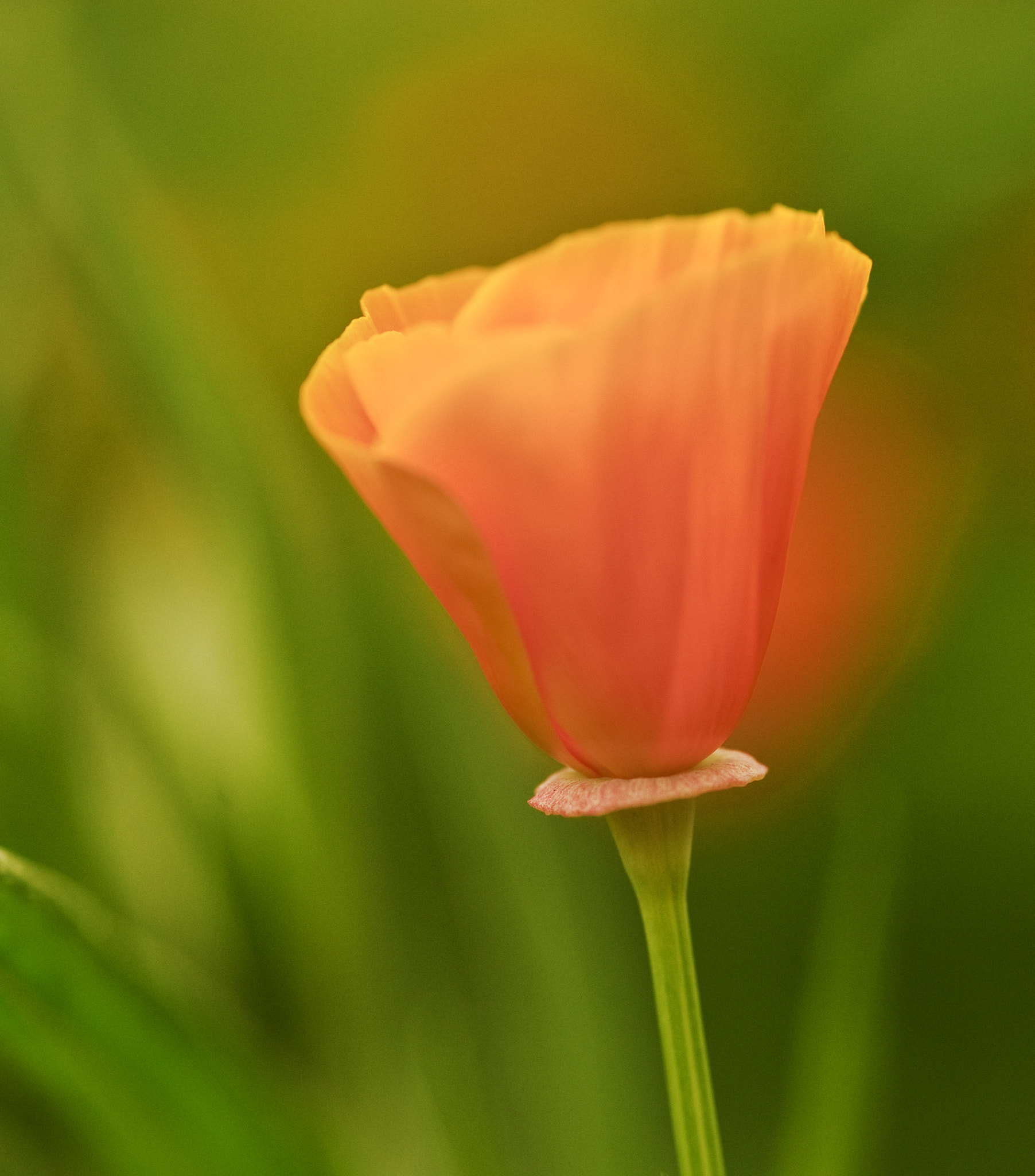 Nikon D700 + Sigma 105mm F2.8 EX DG Macro sample photo. Vibrant orange wild poppy papaver rhoeas flower with shallow dep photography