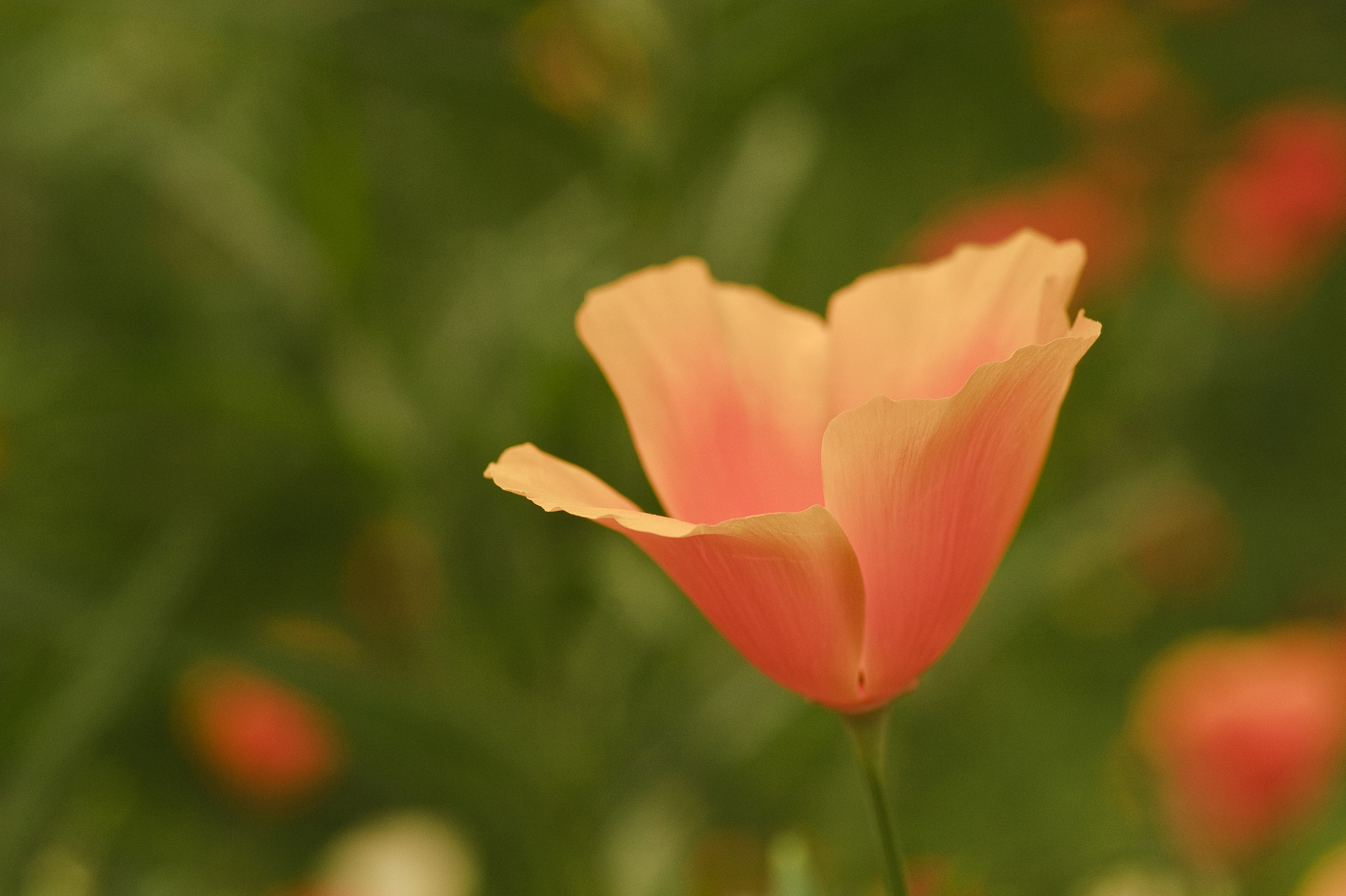 Nikon D700 + Sigma 105mm F2.8 EX DG Macro sample photo. Vibrant orange wild poppy papaver rhoeas flower with shallow dep photography