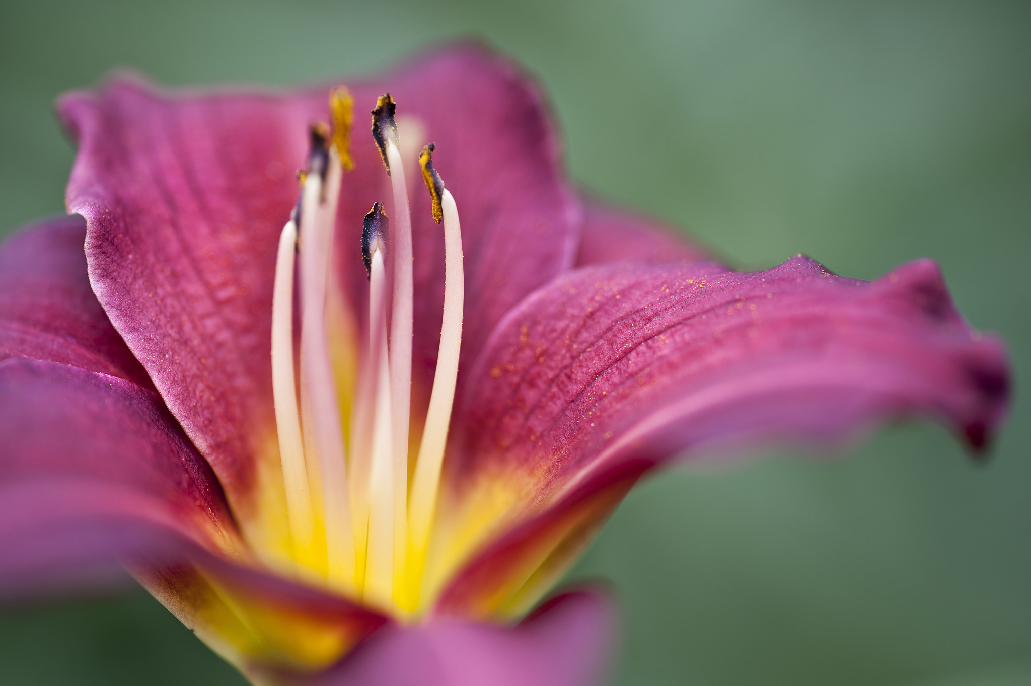 Nikon D700 + Sigma 105mm F2.8 EX DG Macro sample photo. Beautiful vibrant color wild lily lilly flower photography