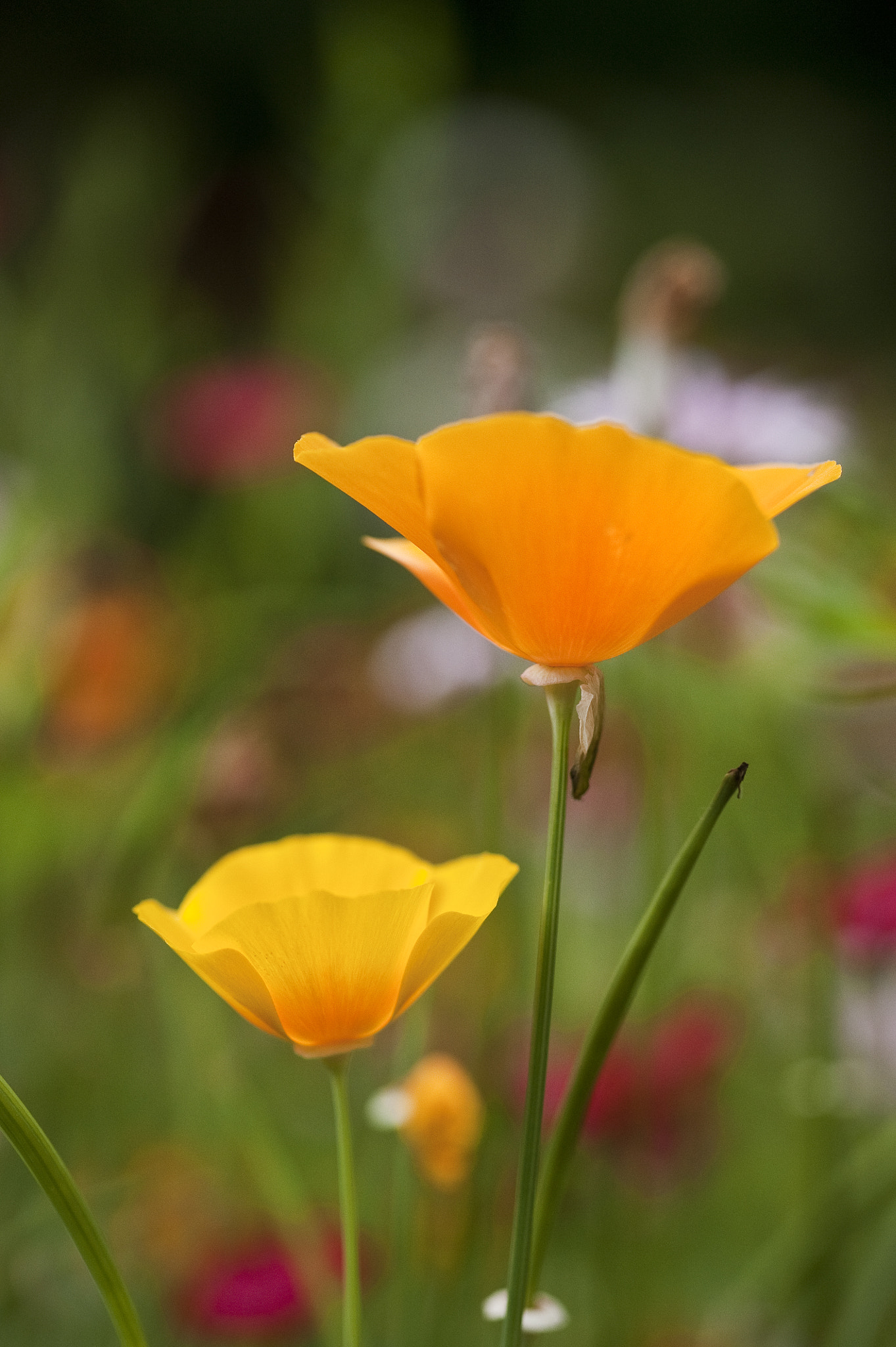 Nikon D700 + Sigma 105mm F2.8 EX DG Macro sample photo. Vibrant orange wild poppy papaver rhoeas flower with shallow dep photography