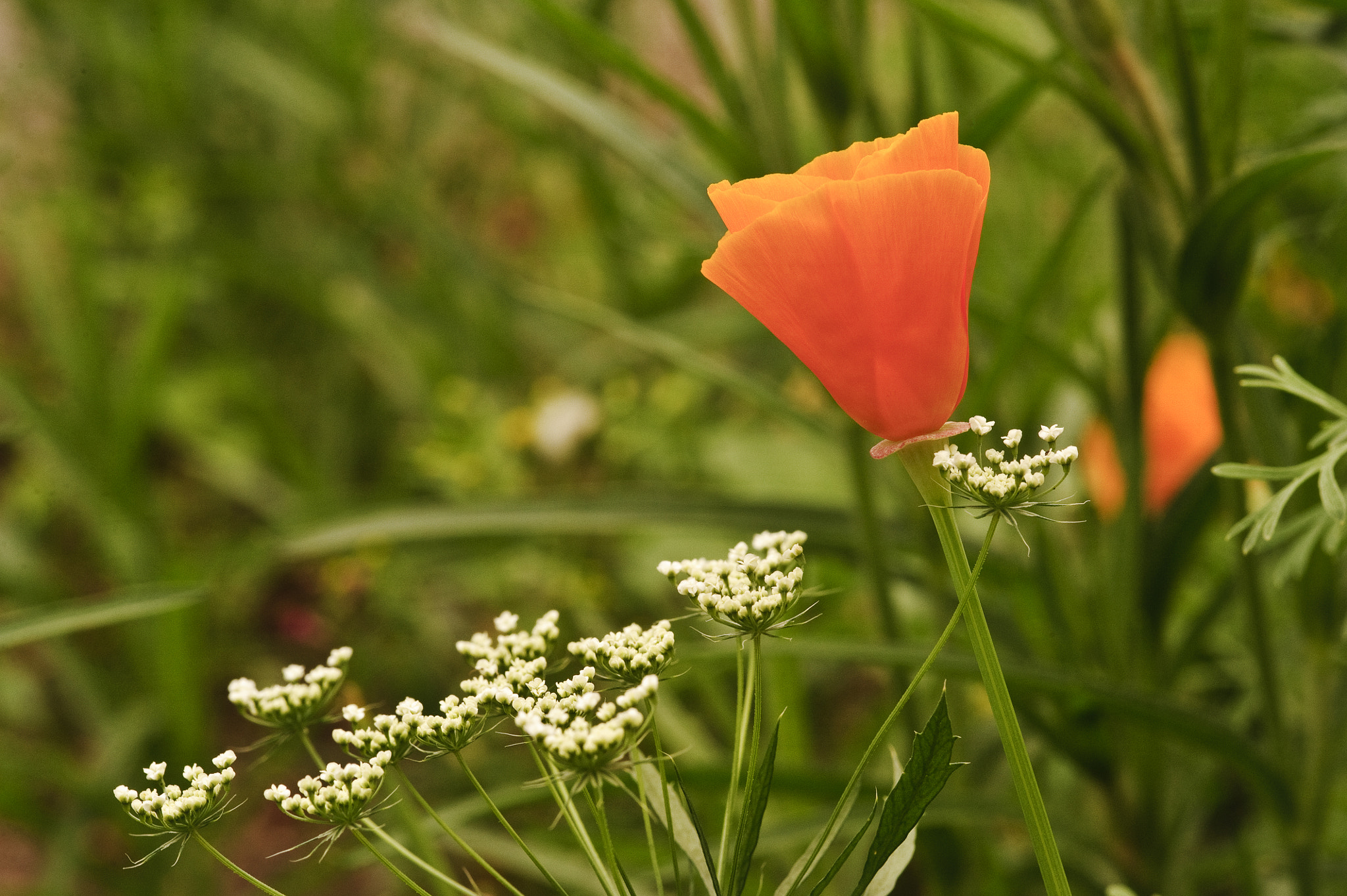 Nikon D700 + Sigma 105mm F2.8 EX DG Macro sample photo. Vibrant orange wild poppy papaver rhoeas flower with shallow dep photography