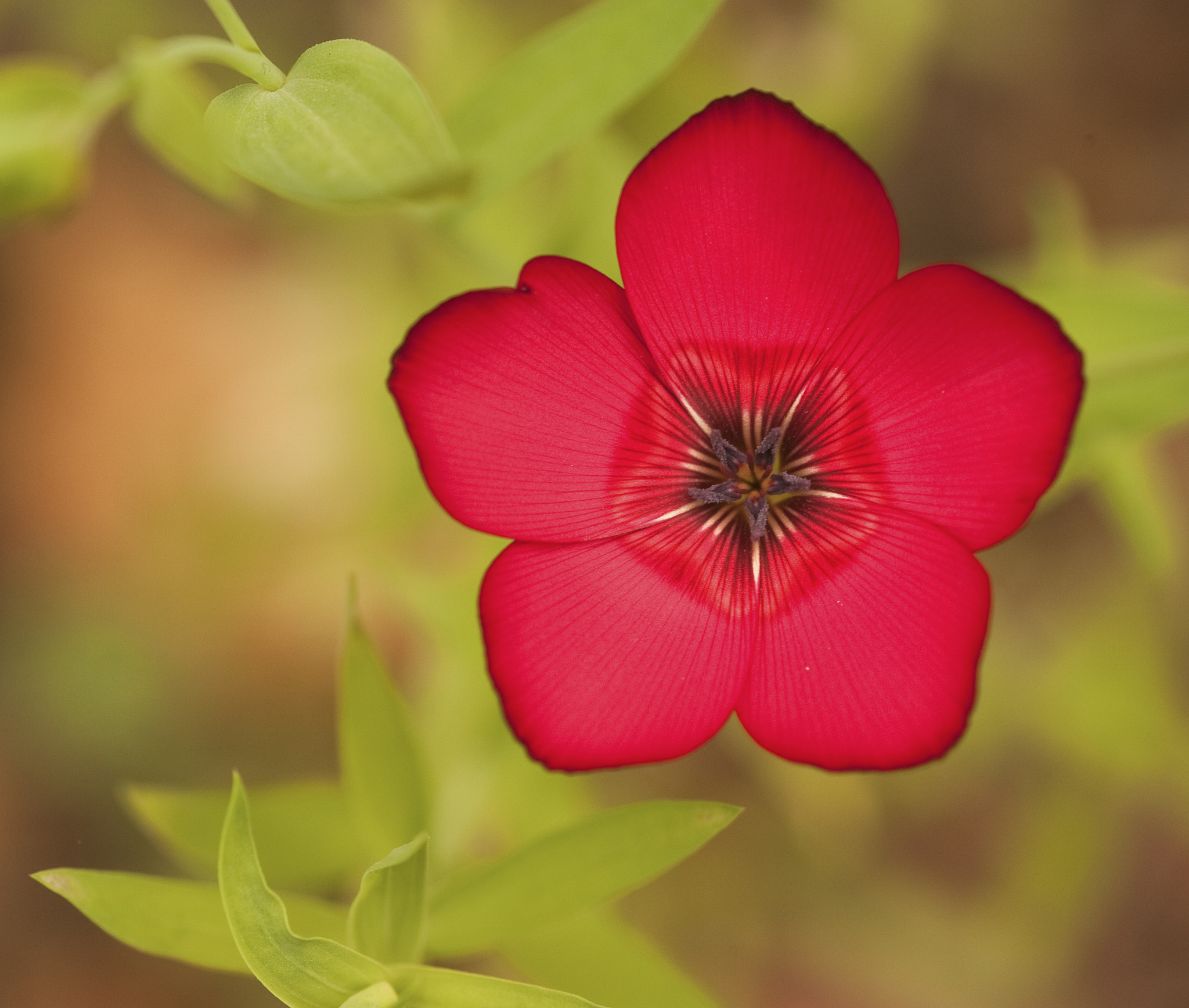 Nikon D700 + Sigma 105mm F2.8 EX DG Macro sample photo. Vibrant deep red wild flower with shallow depth of field photography