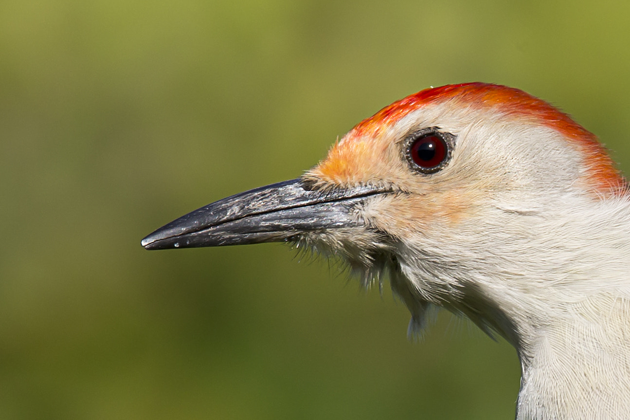 Sigma 150-600mm F5-6.3 DG OS HSM | C sample photo. Red bellied woodpecker photography