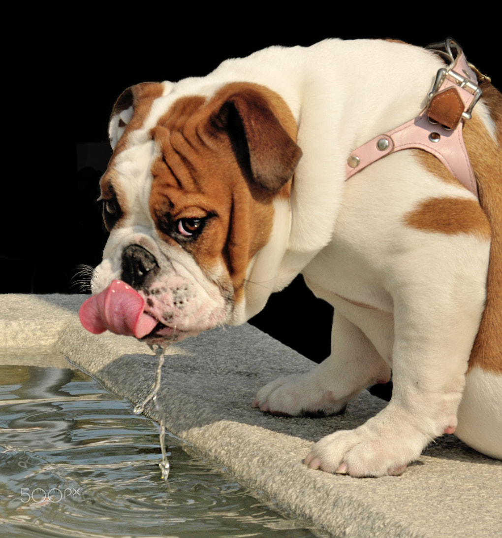 Sigma 18-200mm F3.5-6.3 DC OS HSM sample photo. Thirsty buldog photography