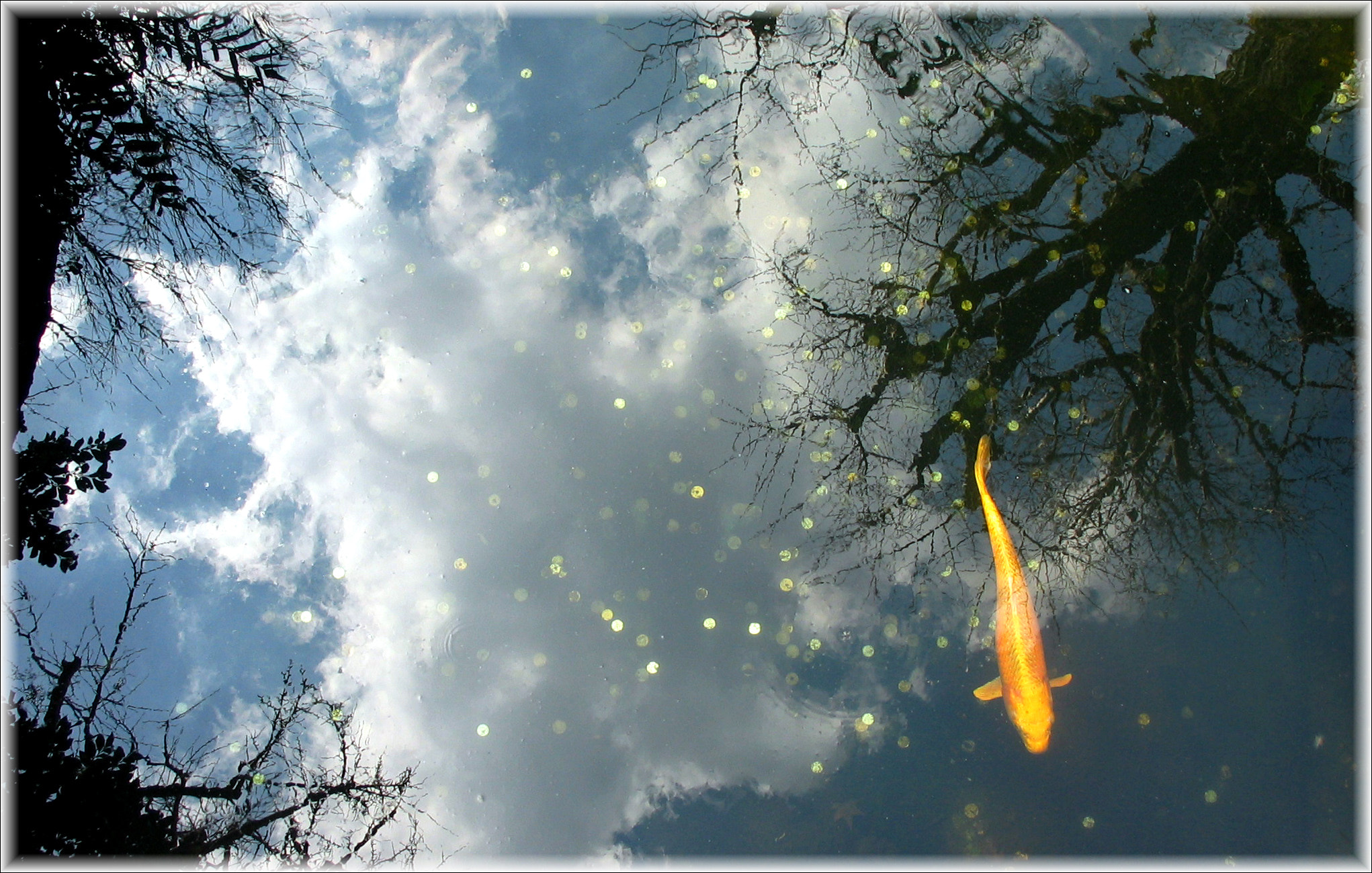 Canon POWERSHOT G3 sample photo. Koi pond sky coins photography