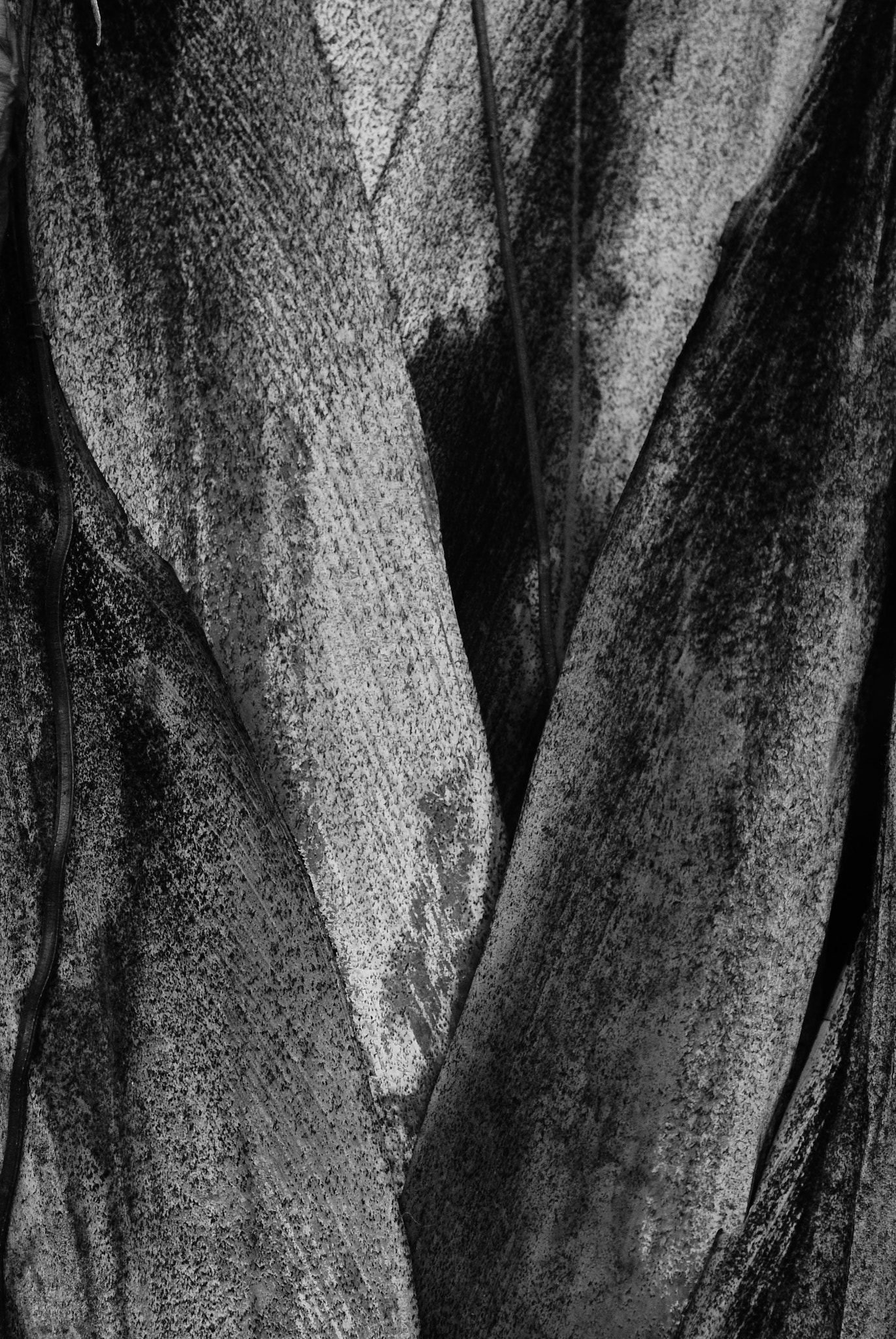 Sony Alpha DSLR-A330 + Sony DT 50mm F1.8 SAM sample photo. Art of black and white photography