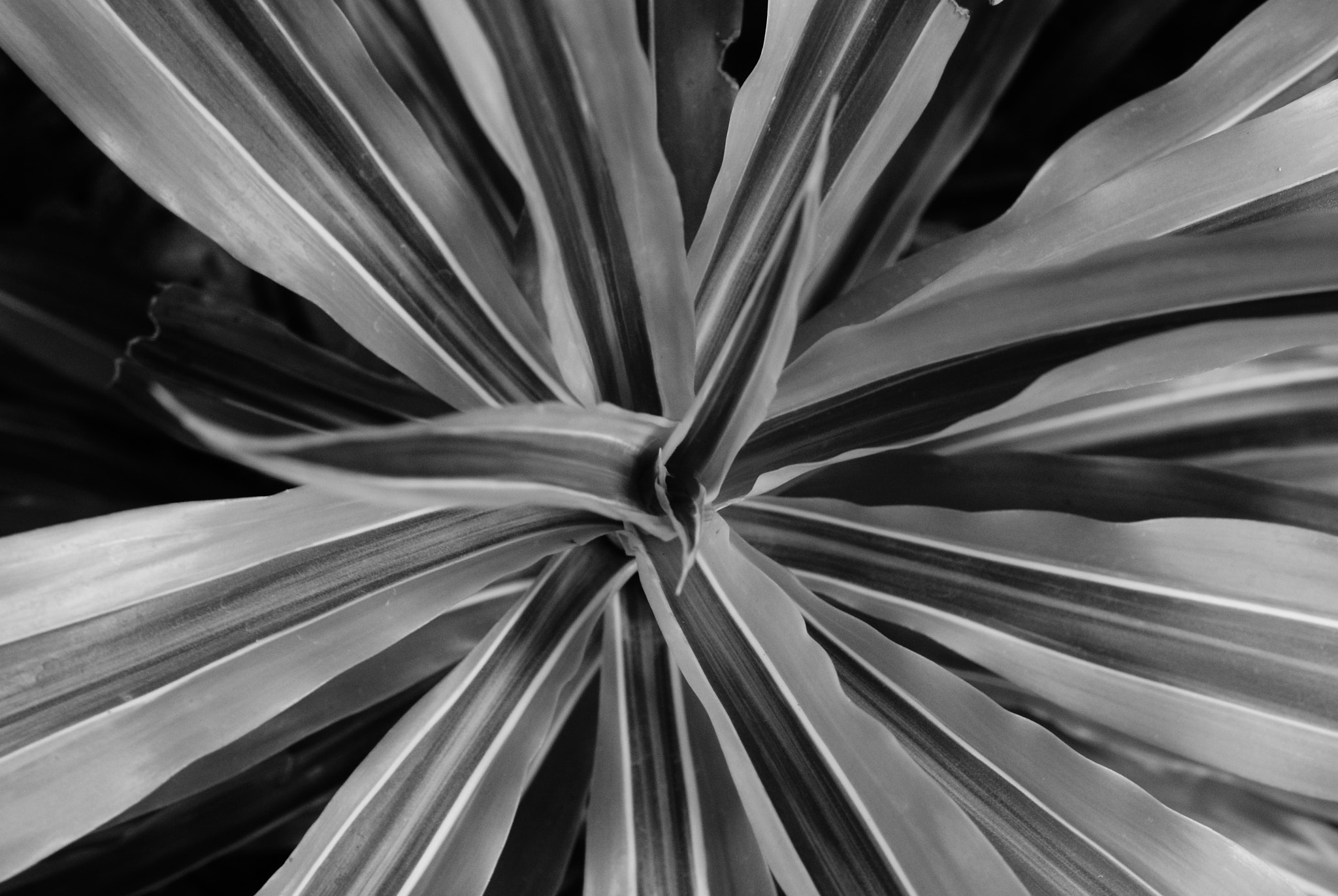 Sony Alpha DSLR-A330 + Sony DT 50mm F1.8 SAM sample photo. Art of black and white photography