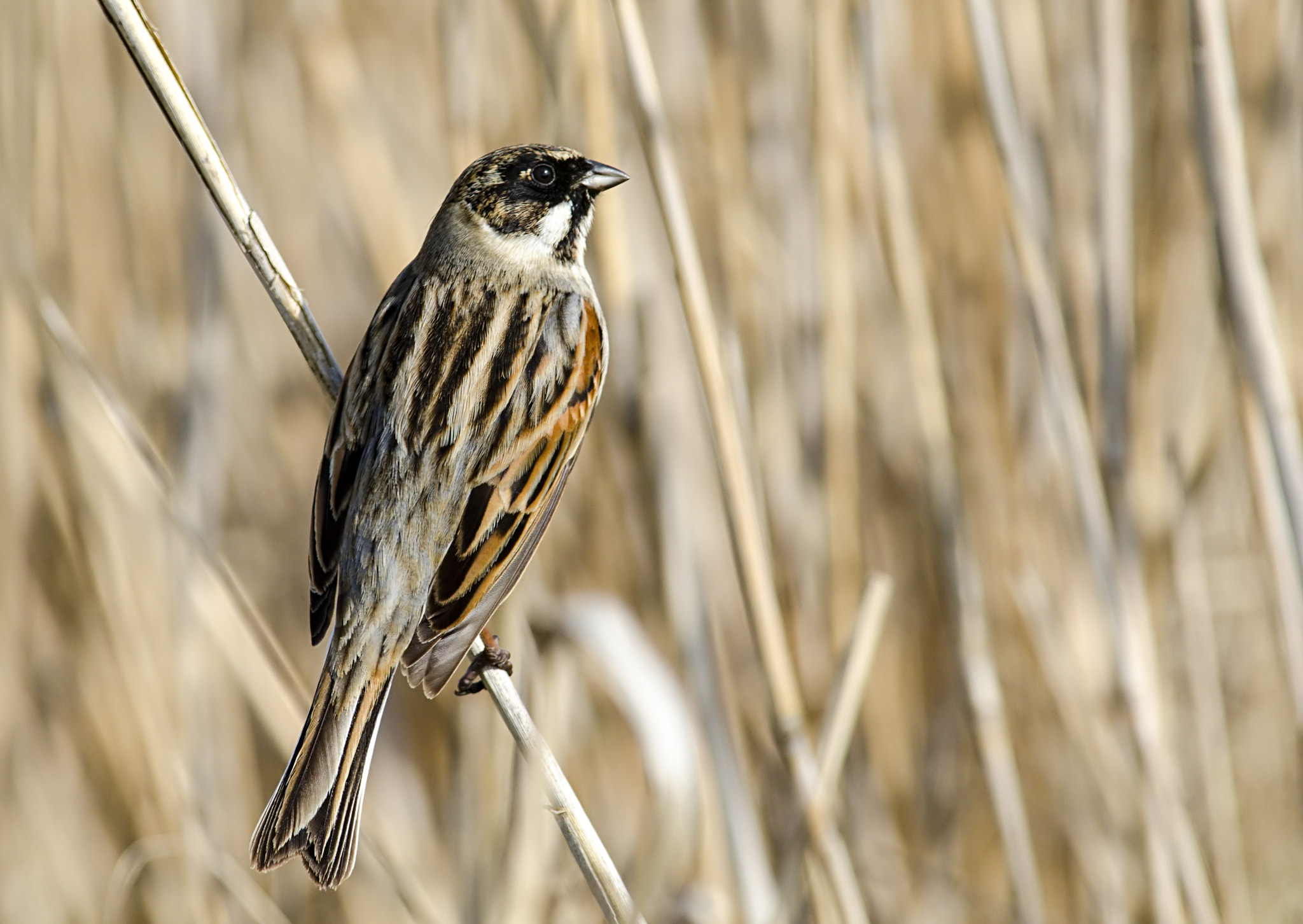 Nikon AF-S Nikkor 300mm F2.8G ED-IF VR sample photo. Male reed buniting photography