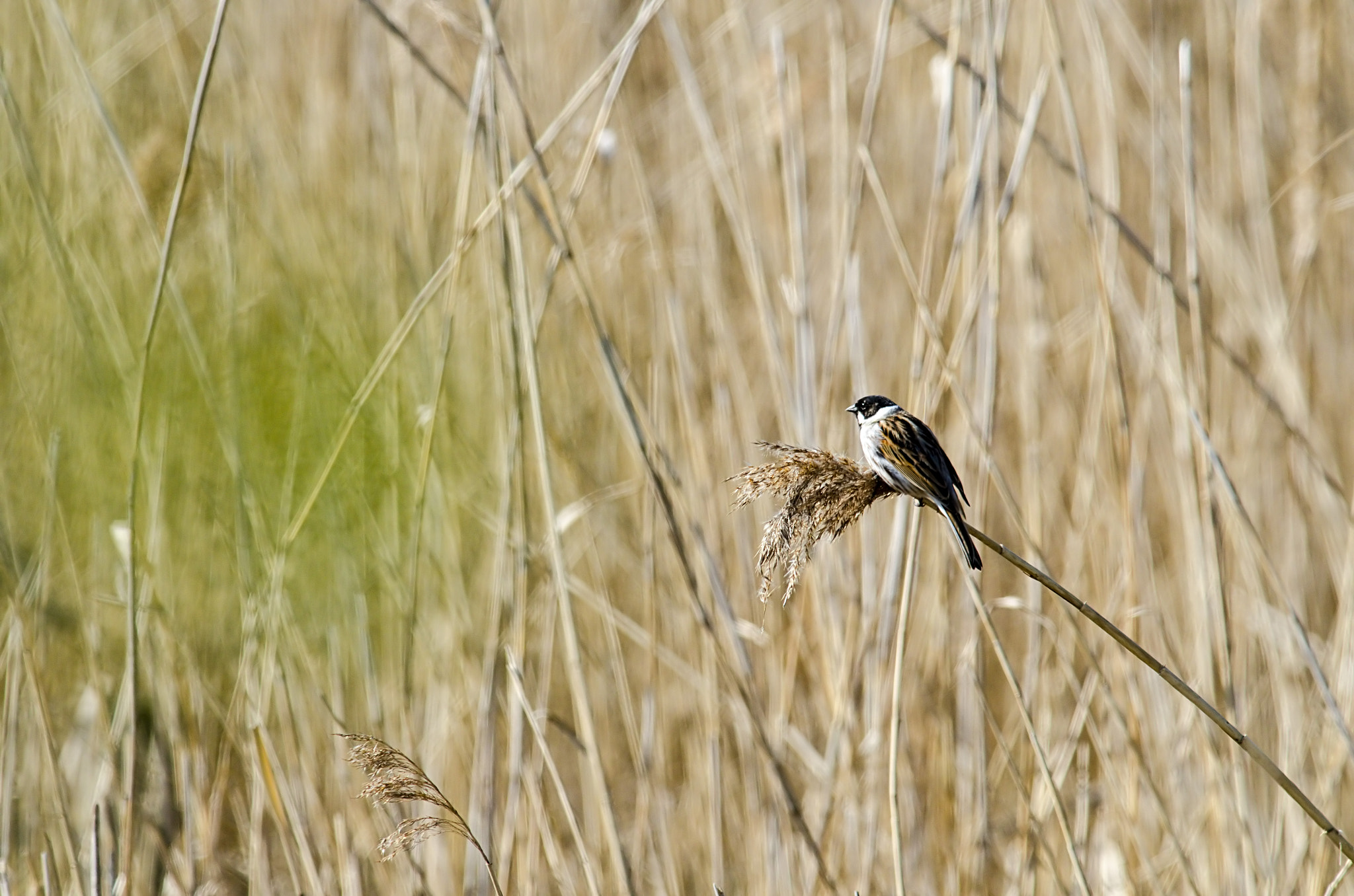 Nikon AF-S Nikkor 300mm F2.8G ED-IF VR sample photo. The lone buniting photography