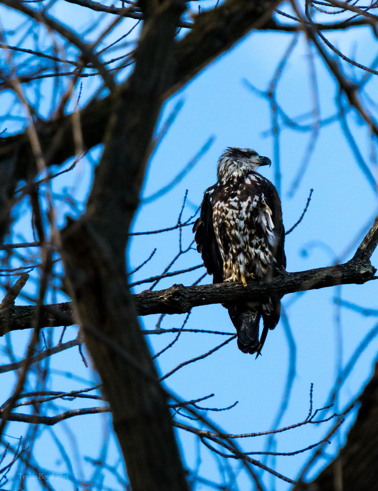 Canon EF 100-400mm F4.5-5.6L IS USM sample photo. Juvenile in tree photography