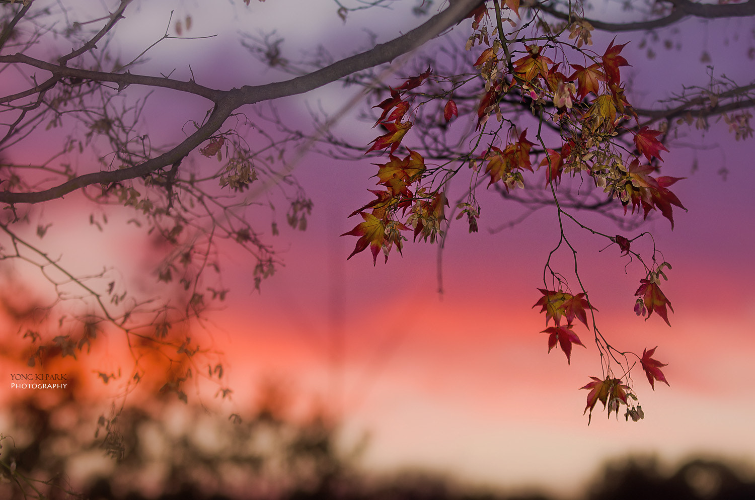 Pentax K-5 sample photo. At the end of daylight at the late autumn photography