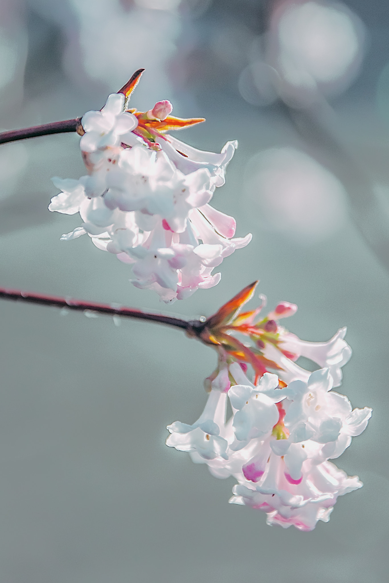 Canon EF 500mm F4L IS USM sample photo. Viburnum photography