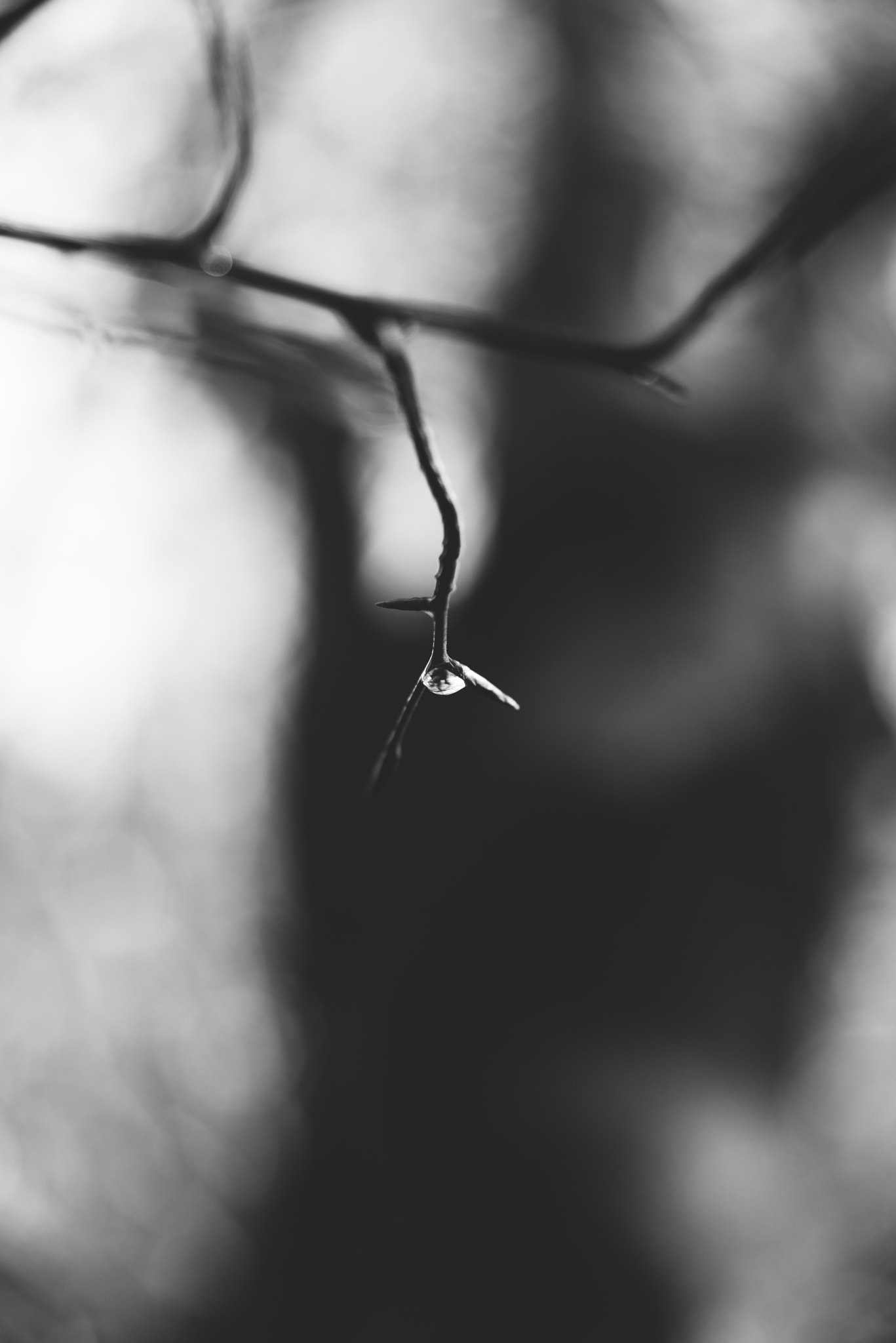 Sigma 24-70mm F2.8 EX DG HSM sample photo. Autumn's tear.jpg photography