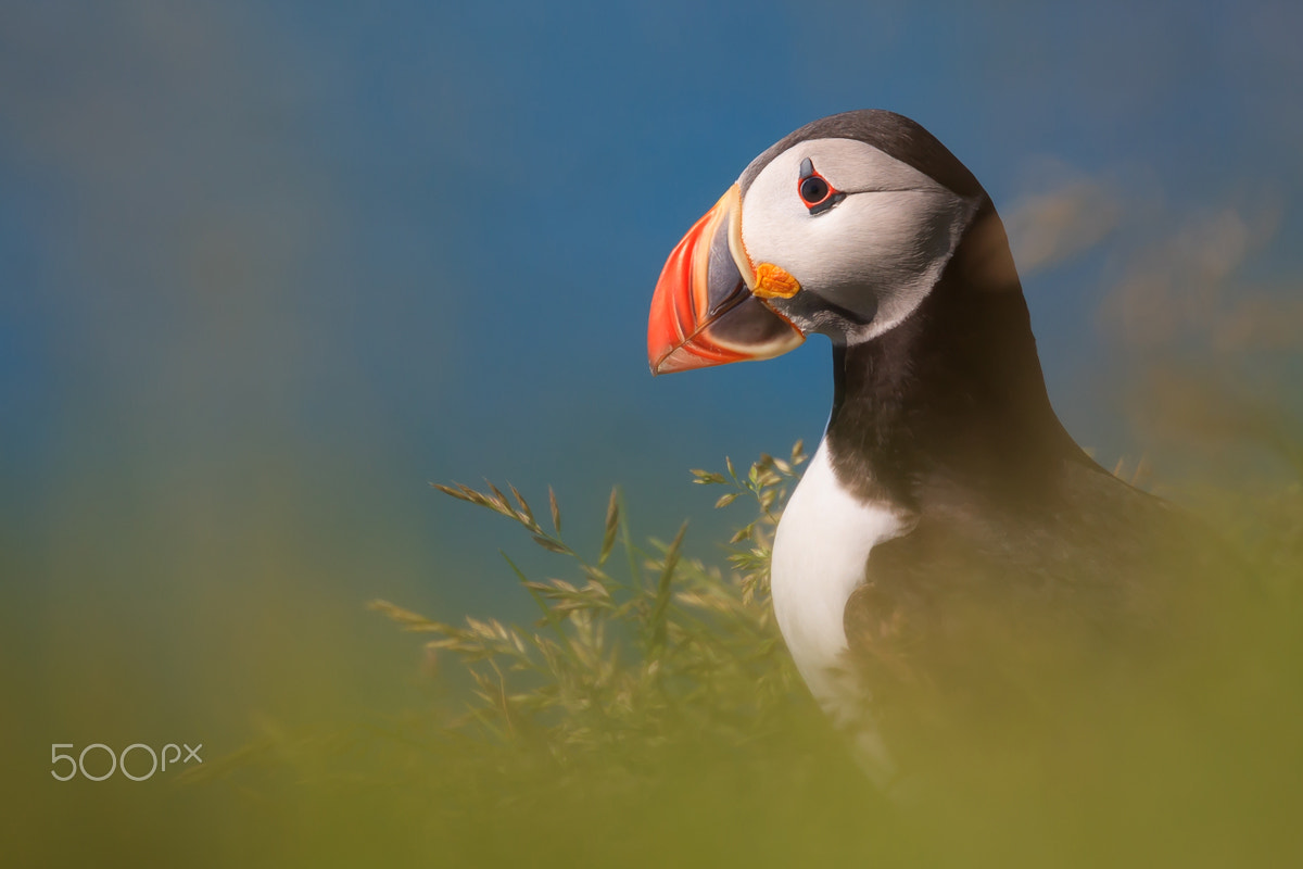 Canon EOS 40D + Canon EF 70-300mm F4.5-5.6 DO IS USM sample photo. Little puffin photography