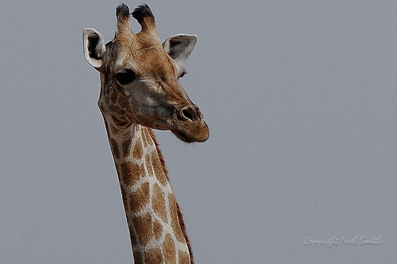 Nikon D300S + Sigma 120-300mm F2.8 EX DG HSM sample photo. Zambezi 2010 20101007_142912.jpg photography