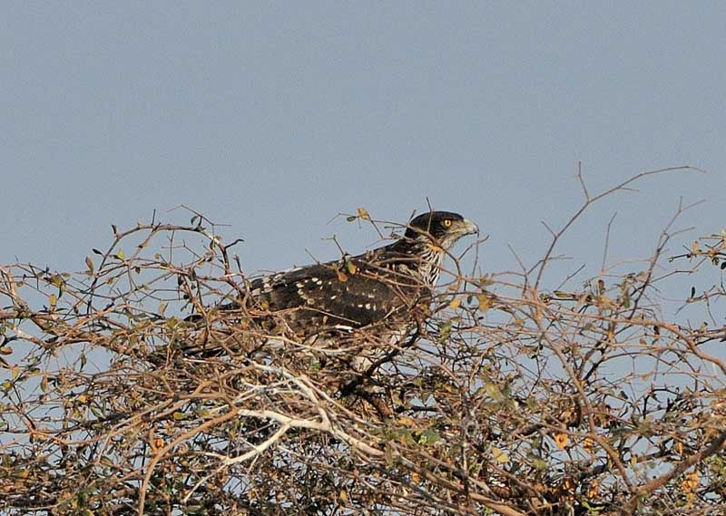 Sigma 120-300mm F2.8 EX DG HSM sample photo. Zambezi 2010 20101009_072021.jpg photography