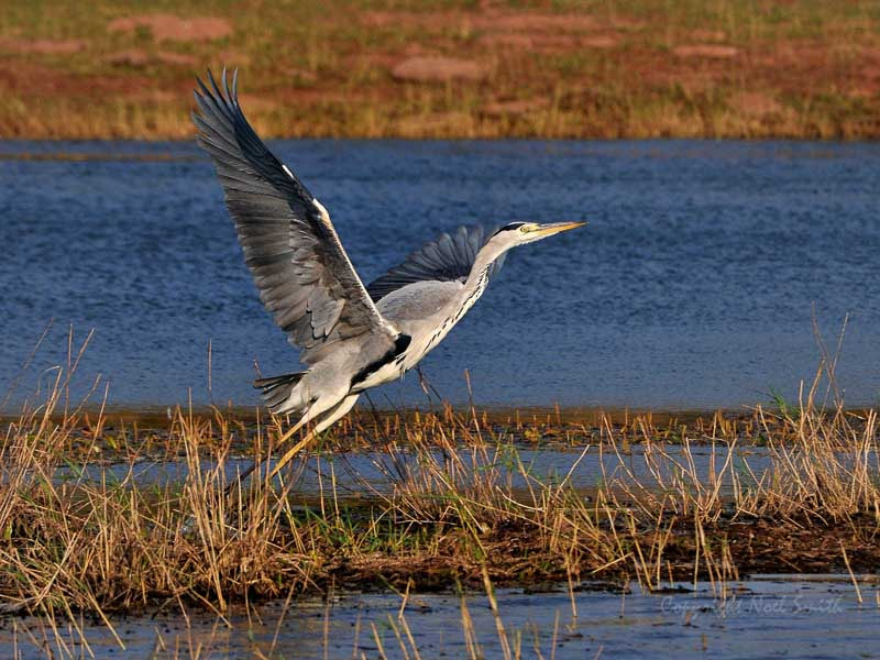 Sigma 120-300mm F2.8 EX DG HSM sample photo. Zambezi 2010 20101009_073011.jpg photography