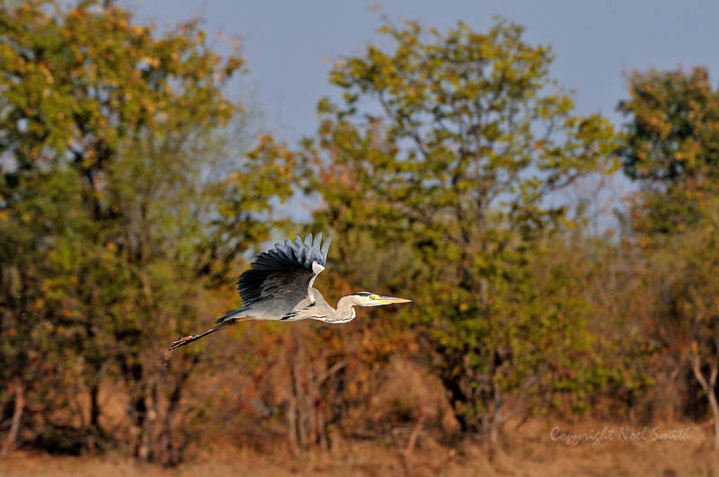 Sigma 120-300mm F2.8 EX DG HSM sample photo. Zambezi 2010 20101009_073012.jpg photography