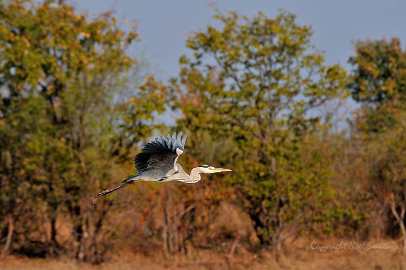 Nikon D300S + Sigma 120-300mm F2.8 EX DG HSM sample photo. Zambezi 2010 20101009_073012.jpg photography