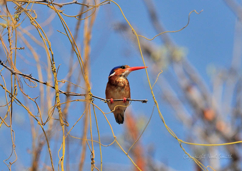 Sigma 120-300mm F2.8 EX DG HSM sample photo. Zambezi 2010 20101009_081318.jpg photography