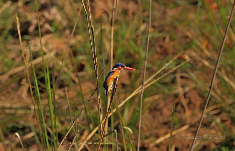 Sigma 120-300mm F2.8 EX DG HSM sample photo. Zambezi 2010 20101009_082503.jpg photography