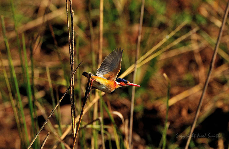 Sigma 120-300mm F2.8 EX DG HSM sample photo. Zambezi 2010 20101009_082517.jpg photography