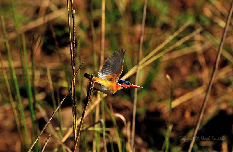 Nikon D300S + Sigma 120-300mm F2.8 EX DG HSM sample photo. Zambezi 2010 20101009_082517.jpg photography