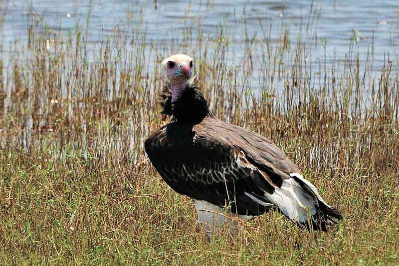 Sigma 120-300mm F2.8 EX DG HSM sample photo. Zambezi 2010 20101009_105546.jpg photography