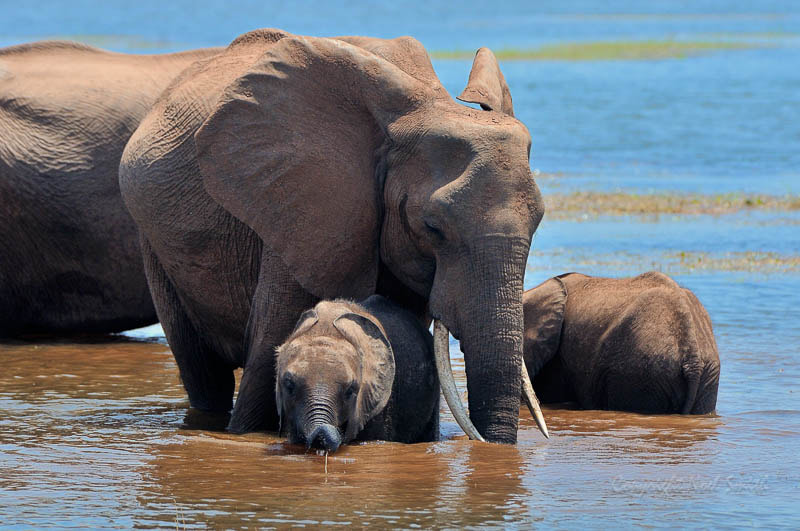 Nikon D300S + Sigma 120-300mm F2.8 EX DG HSM sample photo. Zambezi 2010 20101009_112253.jpg photography