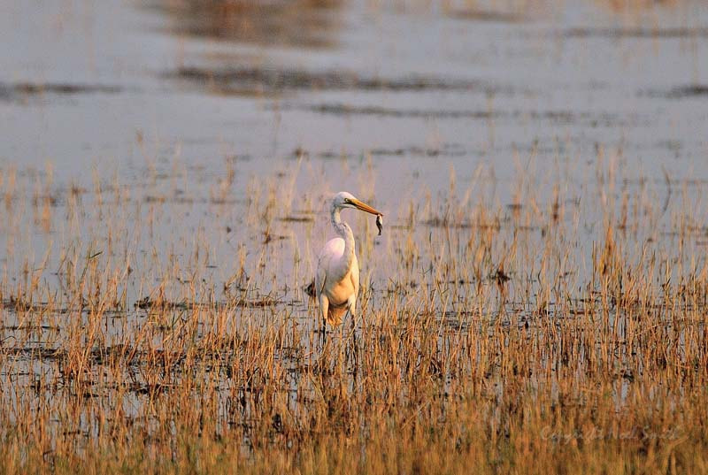 Sigma 120-300mm F2.8 EX DG HSM sample photo. Zambezi 2010 20101009_173852.jpg photography