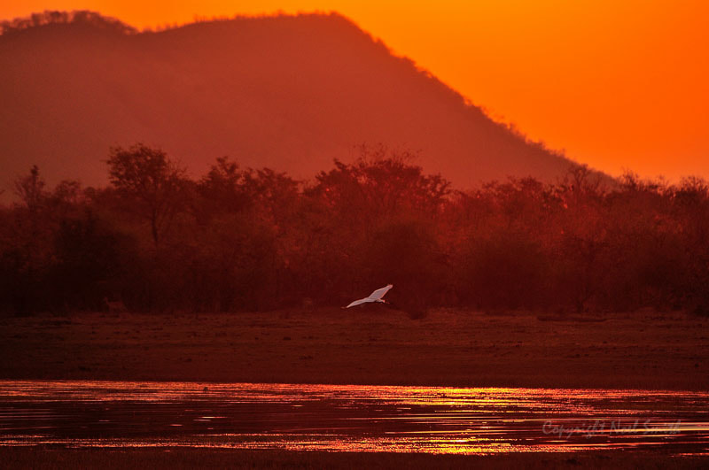 Nikon D300S + Sigma 120-300mm F2.8 EX DG HSM sample photo. Zambezi 2010 20101009_174631.jpg photography