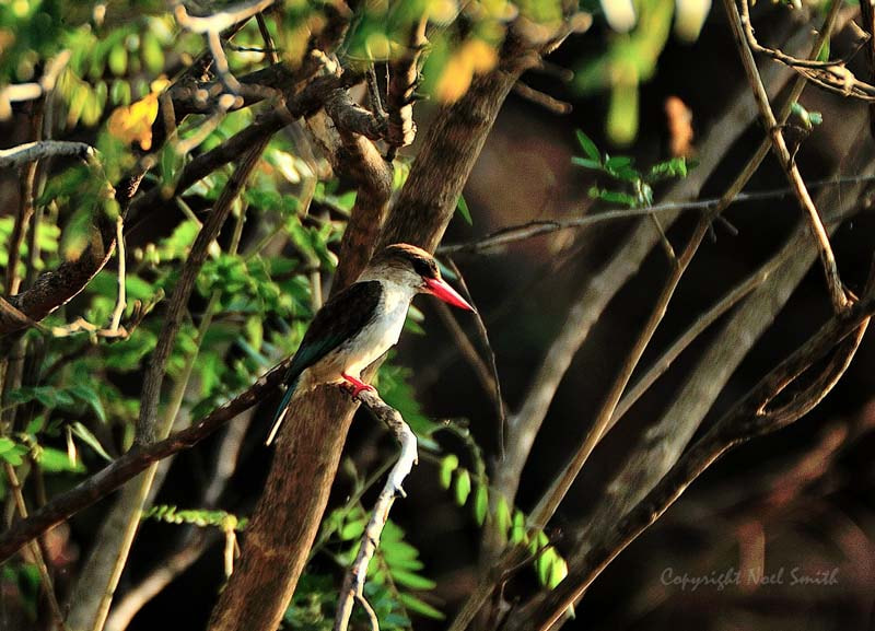 Sigma 120-300mm F2.8 EX DG HSM sample photo. Zambezi 2010 20101010_072235.jpg photography