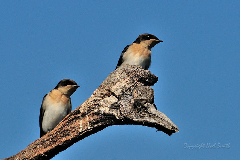 Nikon D300S + Sigma 120-300mm F2.8 EX DG HSM sample photo. Zambezi 2010 20101010_074735.jpg photography