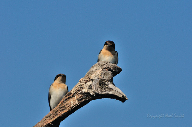 Nikon D300S + Sigma 120-300mm F2.8 EX DG HSM sample photo. Zambezi 2010 20101010_074740.jpg photography