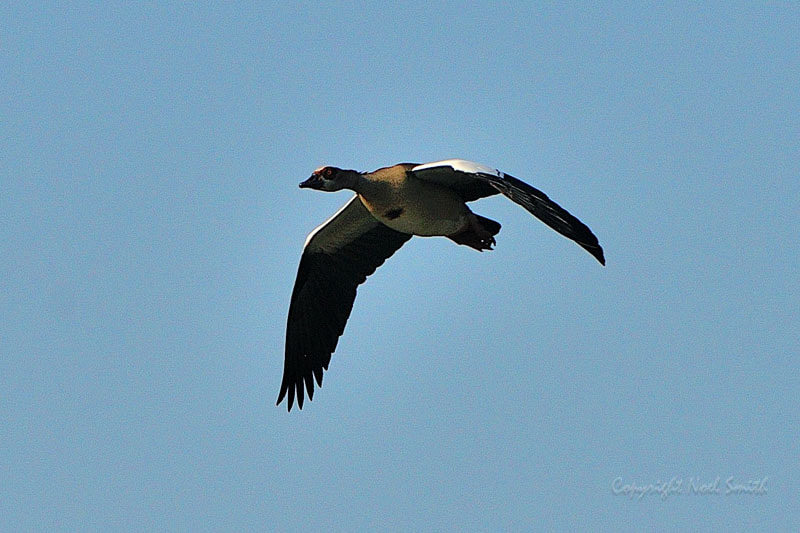 Sigma 120-300mm F2.8 EX DG HSM sample photo. Zambezi 2010 20101010_075935.jpg photography