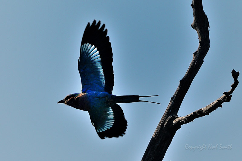 Sigma 120-300mm F2.8 EX DG HSM sample photo. Zambezi 2010 20101010_080324.jpg photography