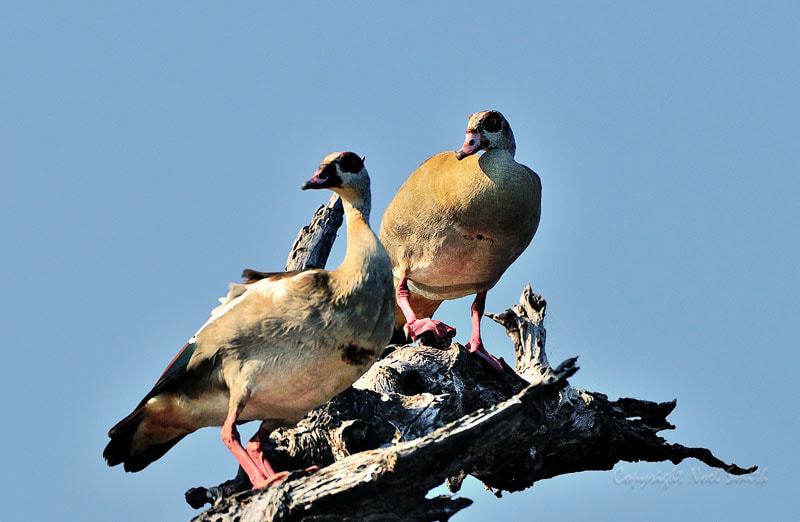 Nikon D300S + Sigma 120-300mm F2.8 EX DG HSM sample photo. Zambezi 2010 20101010_080733.jpg photography