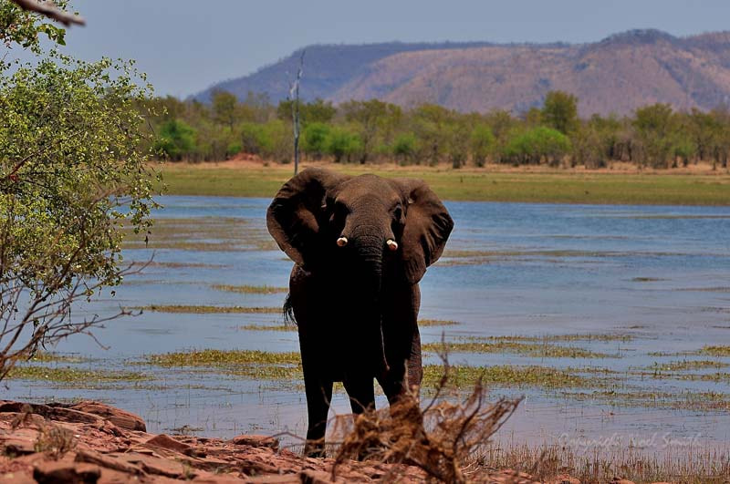 Sigma 120-300mm F2.8 EX DG HSM sample photo. Zambezi 2010 20101010_115338.jpg photography
