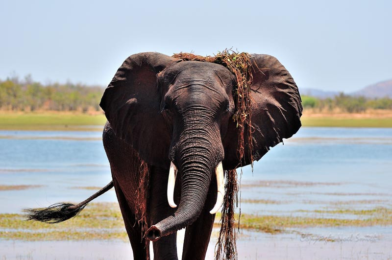 Nikon D300S + Sigma 120-300mm F2.8 EX DG HSM sample photo. Zambezi 2010 20101010_115434.jpg photography