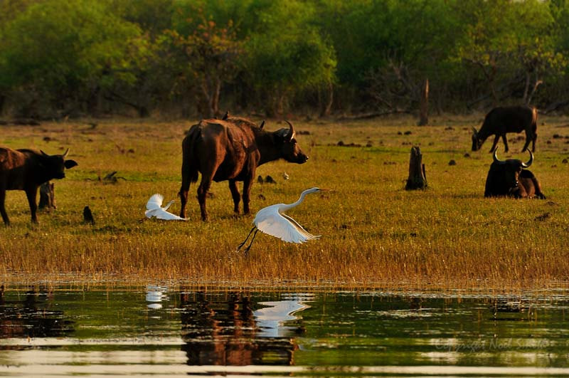 Sigma 120-300mm F2.8 EX DG HSM sample photo. Zambezi 2010 20101011_170520.jpg photography
