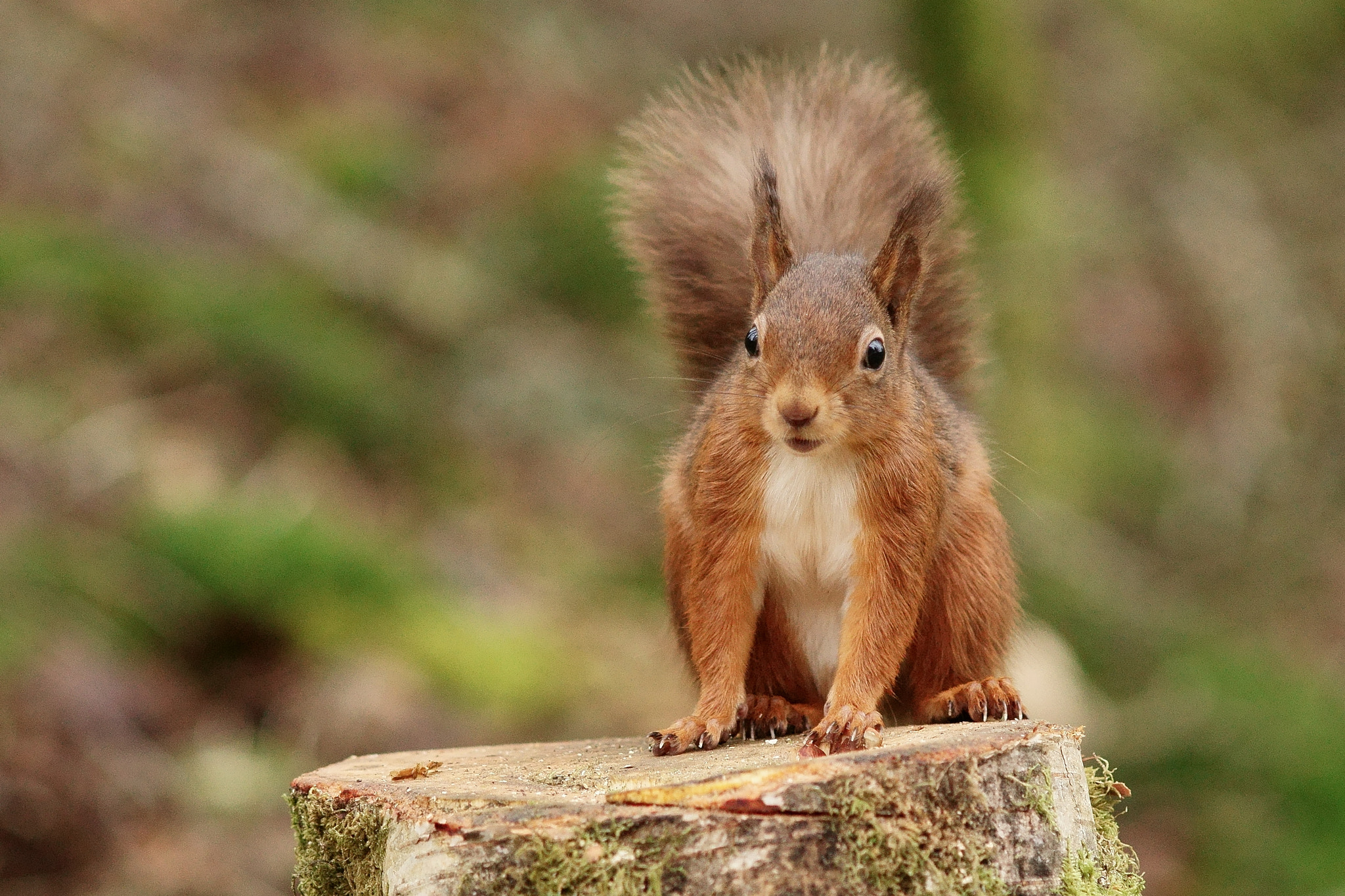 Sony Sonnar T* 135mm F1.8 ZA sample photo. 'ben' on the stump photography