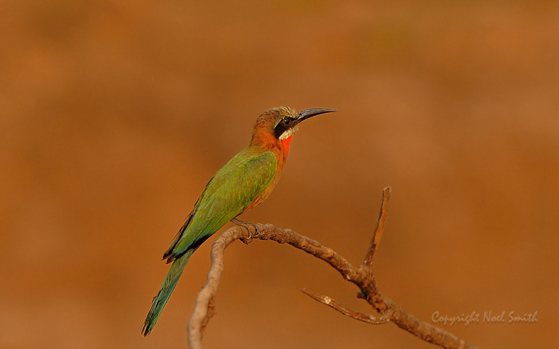 Nikon D300S + Sigma 120-300mm F2.8 EX DG HSM sample photo. Zambezi 2010 20101015_164008.jpg photography