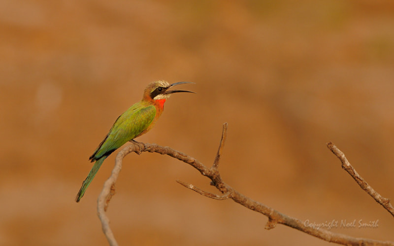 Nikon D300S + Sigma 120-300mm F2.8 EX DG HSM sample photo. Zambezi 2010 20101015_164012.jpg photography