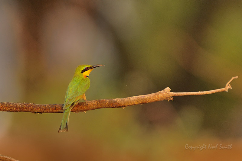 Nikon D300S + Sigma 120-300mm F2.8 EX DG HSM sample photo. Zambezi 2010 20101015_164134.jpg photography