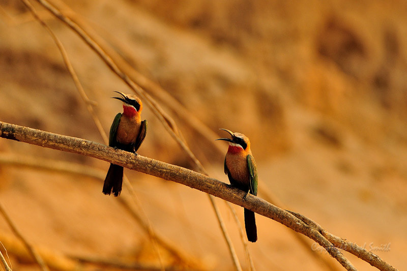 Nikon D300S + Sigma 120-300mm F2.8 EX DG HSM sample photo. Zambezi 2010 20101015_164210.jpg photography