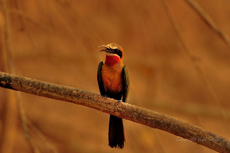 Sigma 120-300mm F2.8 EX DG HSM sample photo. Zambezi 2010 20101015_164218.jpg photography